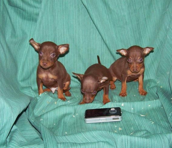 EXCELENTES CACHORRITOS DE PINSCHER MINIATURA DE COLOR ROJIZO