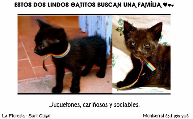 Se dan! Dos lindos gatitos negros buscan família