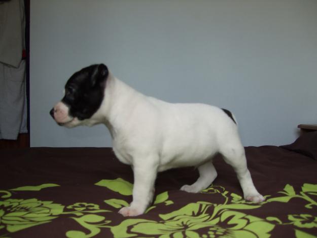 ULTIMO CACHORRO DE LA CAMADA STANFORDSHIRE BULL TERRIER