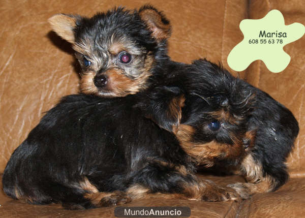 Yorkshire,cachorros muy economicos