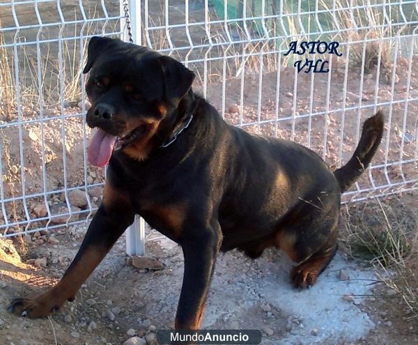 Bombolia Rottweiler´s