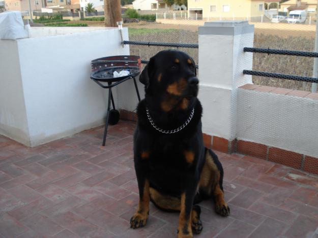 regalo rottweiler de 4 años