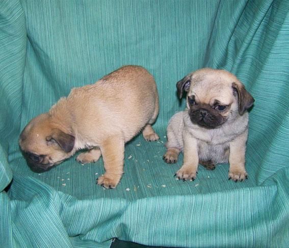 CACHORRITOS DE CARLINO