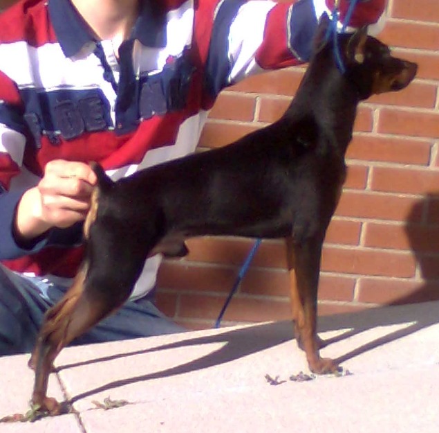 cachorritos de pinscher negros y fuego