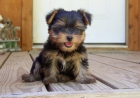 Cachorros de yorkshire terrier disponible - mejor precio | unprecio.es