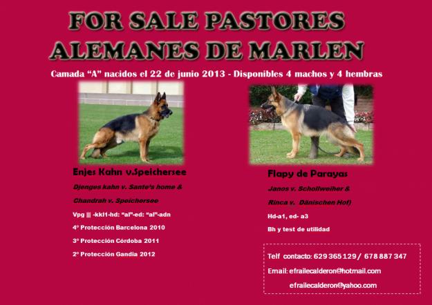 cachorros pastor aleman CPR ppa