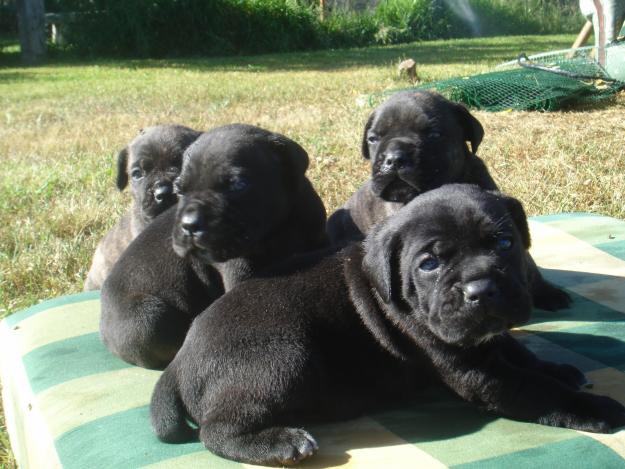 Cane Corso