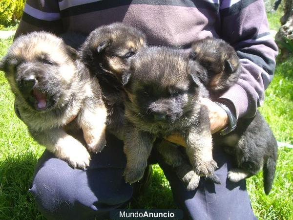 ESPECTACULARES CACHORROS CON LOE