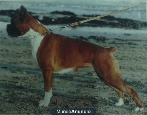 Fantasticos cachorros de boxer