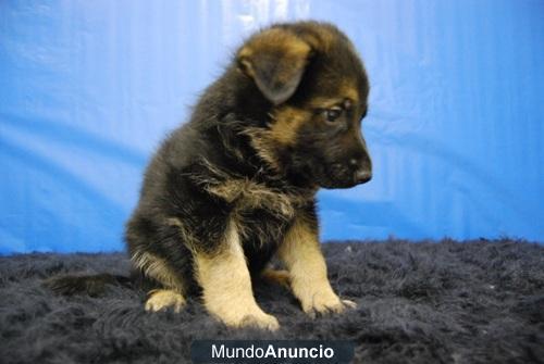 Pastor Aleman cachorros de gran calidad Somos profesionales