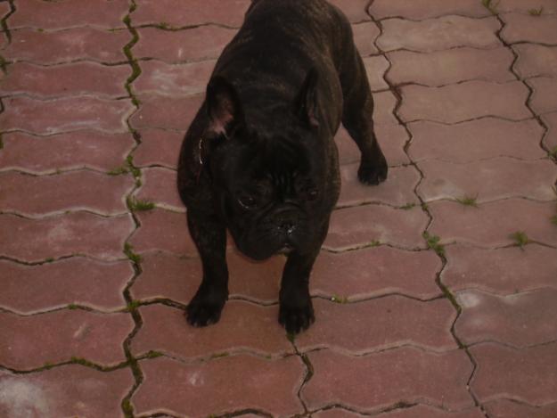 se vende bulldog frances 350 euros