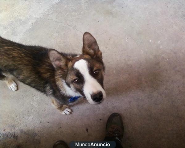 URGENTE ADOPCIÓN, A HARRY, CRUCE HUSKY‏, LO ABANDONAN POR ALERGIA. TIENE SOLO 8 MESES.