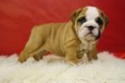 cachorro BULLDOG INGLES perfecta morfologia y caracter. estamos en madrid, ven a visitarnos. - Madrid - mejor precio | unprecio.es