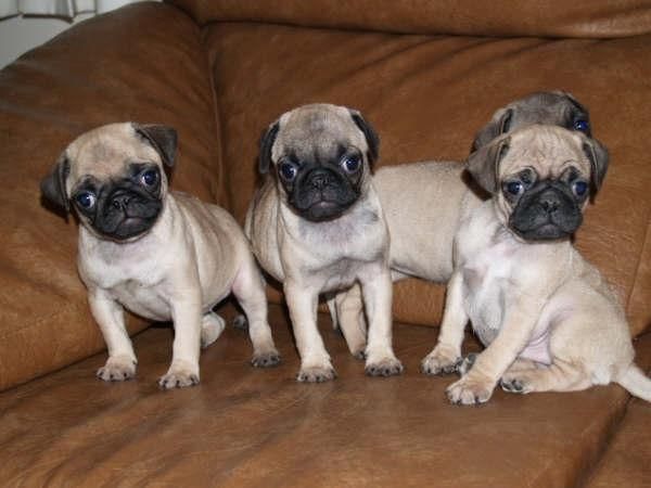 Cachorros de Carlino,los vendo a buen precio