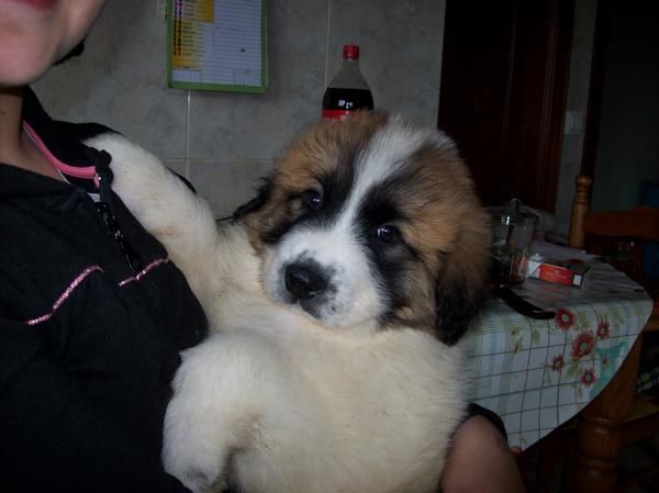 Cachorros de Mastín del Pirineo