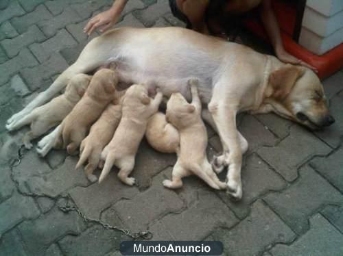 cachorros labradores dorados