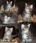 Cachorros maine coon - mejor precio | unprecio.es