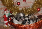 Buscas el mejor regalo de papa noel Cachorros de shih-tzu - mejor precio | unprecio.es