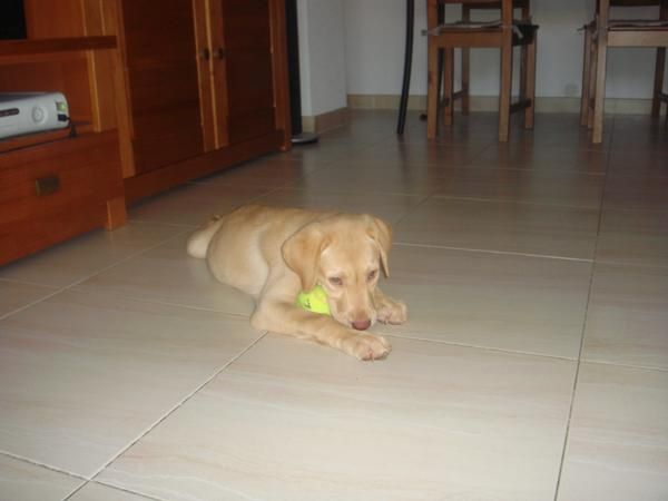 CACHORRA DE LABRADOR 2 MESES CON PEDIGREE