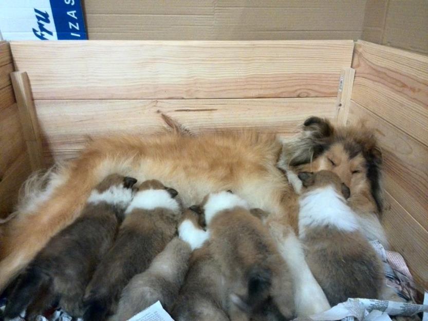 Camada de Rough collie