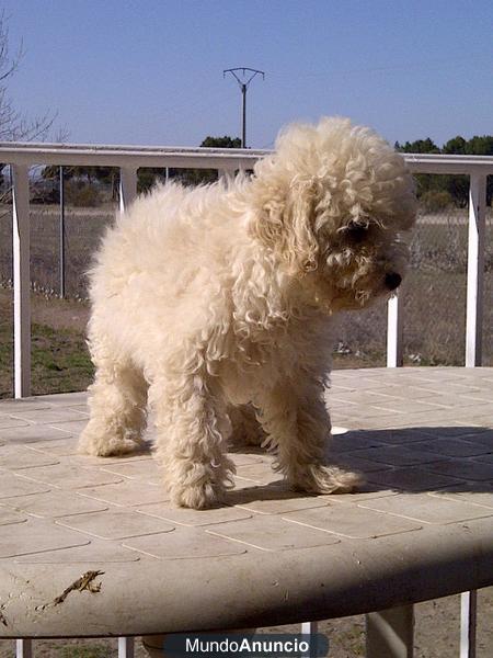 CANICHE TOY, UNA MARAVILLA OFERTA