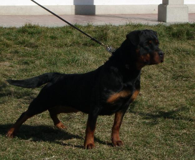 Criadero de rottweilers,cachorros hijos del campeon joven del club Pascha v. rauberweg