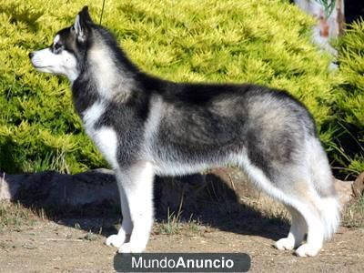 Fabulosos cachorros de husky siberiano