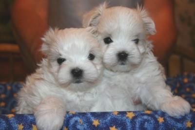 hermoso blanco maltés cachorros gratis