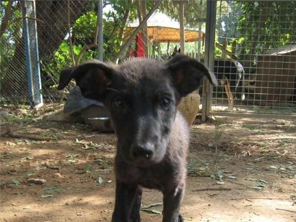 Luna y Felix, cachorritos de 3 meses en adopción.