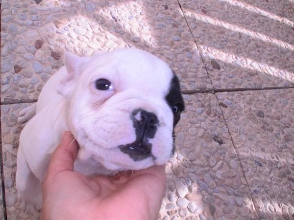 PRECIOSA HEMBRE BULLDOG FRANCES