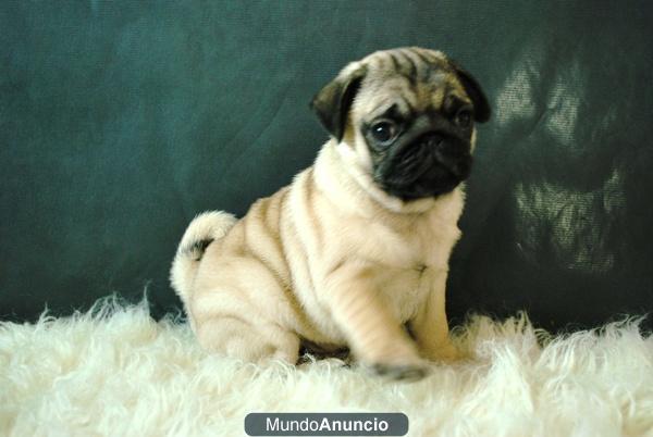 PRECIOSOS CACHORROS DE CARLINOS PUG CRIADOS EN FAMILIAN NEGROS Y COLOR ARENA