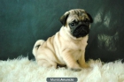 PRECIOSOS CACHORROS DE CARLINOS PUG CRIADOS EN FAMILIAN NEGROS Y COLOR ARENA - mejor precio | unprecio.es