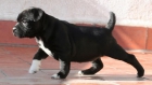 staffordshire bull terrier - mejor precio | unprecio.es