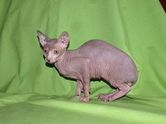 últimosgatitos sphynx para navidades