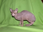 últimosgatitos sphynx para navidades - mejor precio | unprecio.es