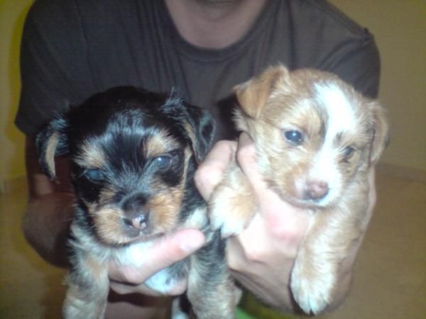 Vendo yorkshire terrier