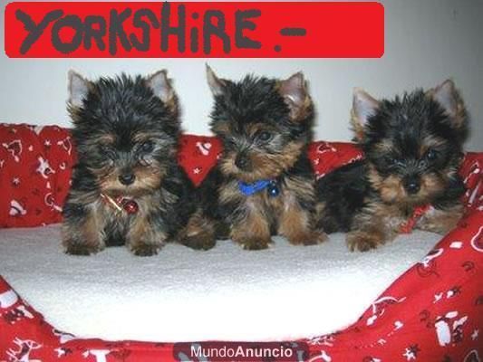 a la venta pequeños yorkshire terrier con 2 meses a 400E