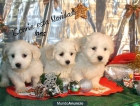 bichon maltes, alegra esta Navidad - mejor precio | unprecio.es