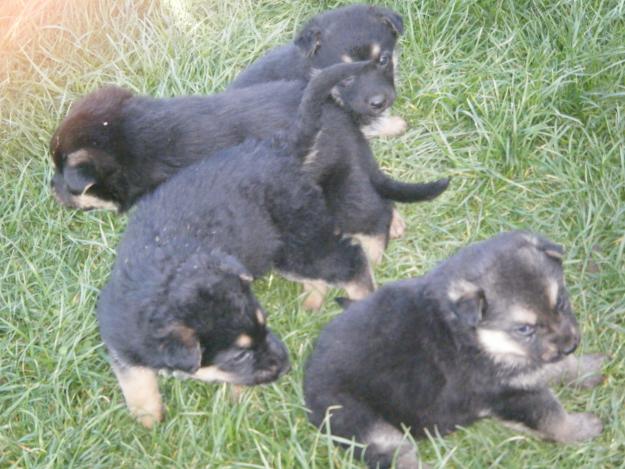 CACHORROS PASTOR ALEMAN