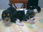 Camada beagle cazadores - mejor precio | unprecio.es