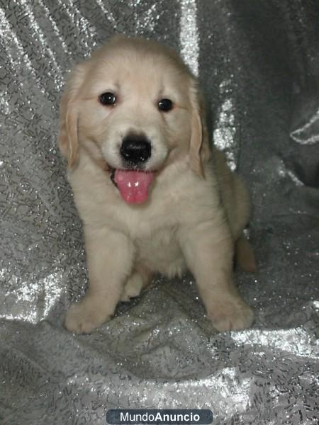 Golden retriever, cachorros –GARANTIA AQUANATURA- perros en venta en nuestra tienda.