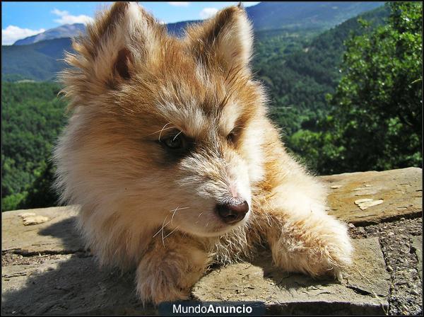 Husky Siberiano