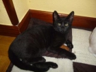 Murci, gatito negro de 3 meses, muy mimoso. Álava (aprox:8/13) - mejor precio | unprecio.es