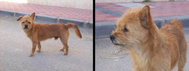 Perrito muy joven y guapo en las calles, busca hogar urgente!