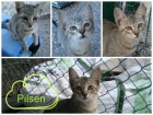 Pilsen, preciosa gatita busca adoptante - mejor precio | unprecio.es