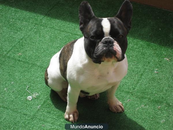 PRECIOSO BULLDOG FRACES PARA MONTA