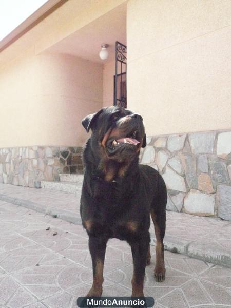 Rottweiler para montas