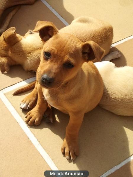 Se dan en adopcion cachorritos de 2 meses