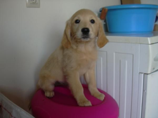 ULTIMO CACHORRO DE GOLDEN RETRIEVER