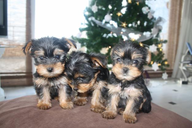 VENDO CACHORROS DE YORKSHIRE HEMBRAS